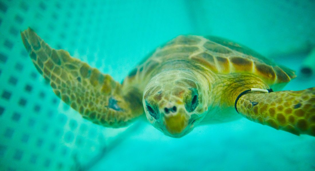 Wonders Of Wildlife Is Saving Sea Turtles