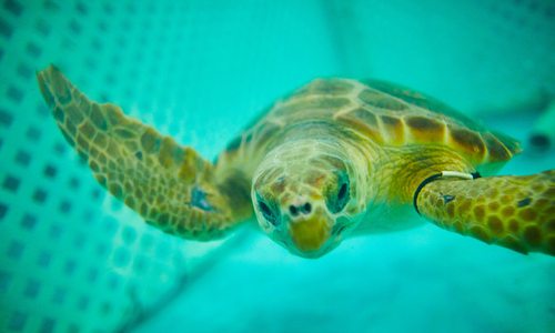 Rehab sea turtle at Wonders of Wildlife