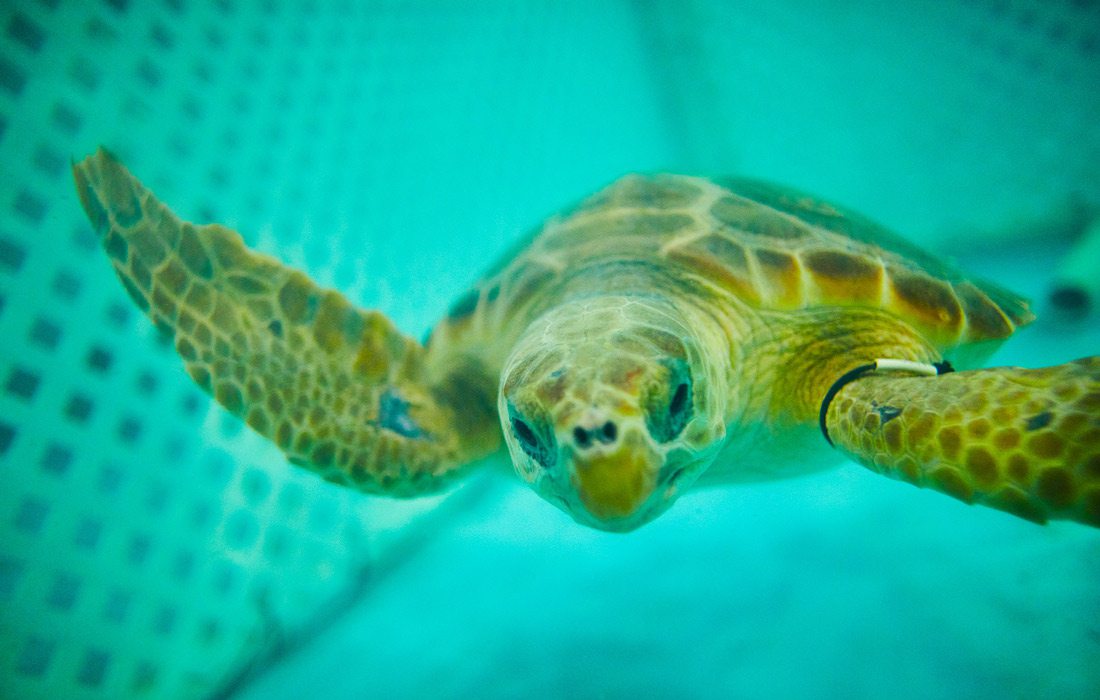 Rehab sea turtle at Wonders of Wildlife