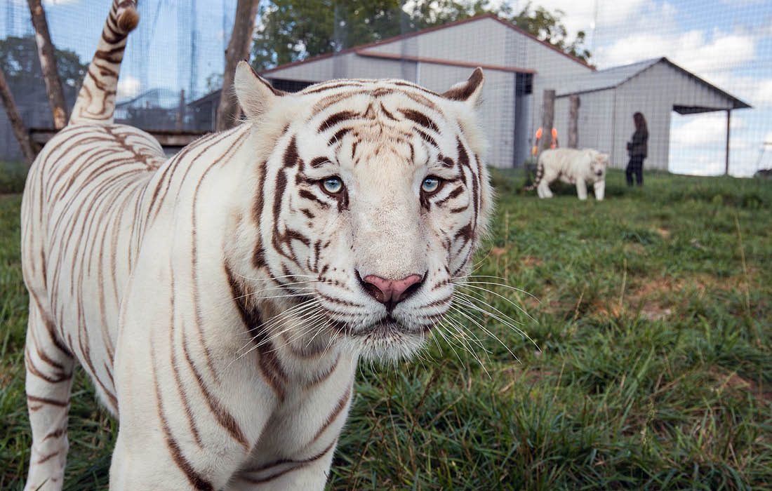 White tiger at the National Tiger Sanctuary in southwest Missouri
