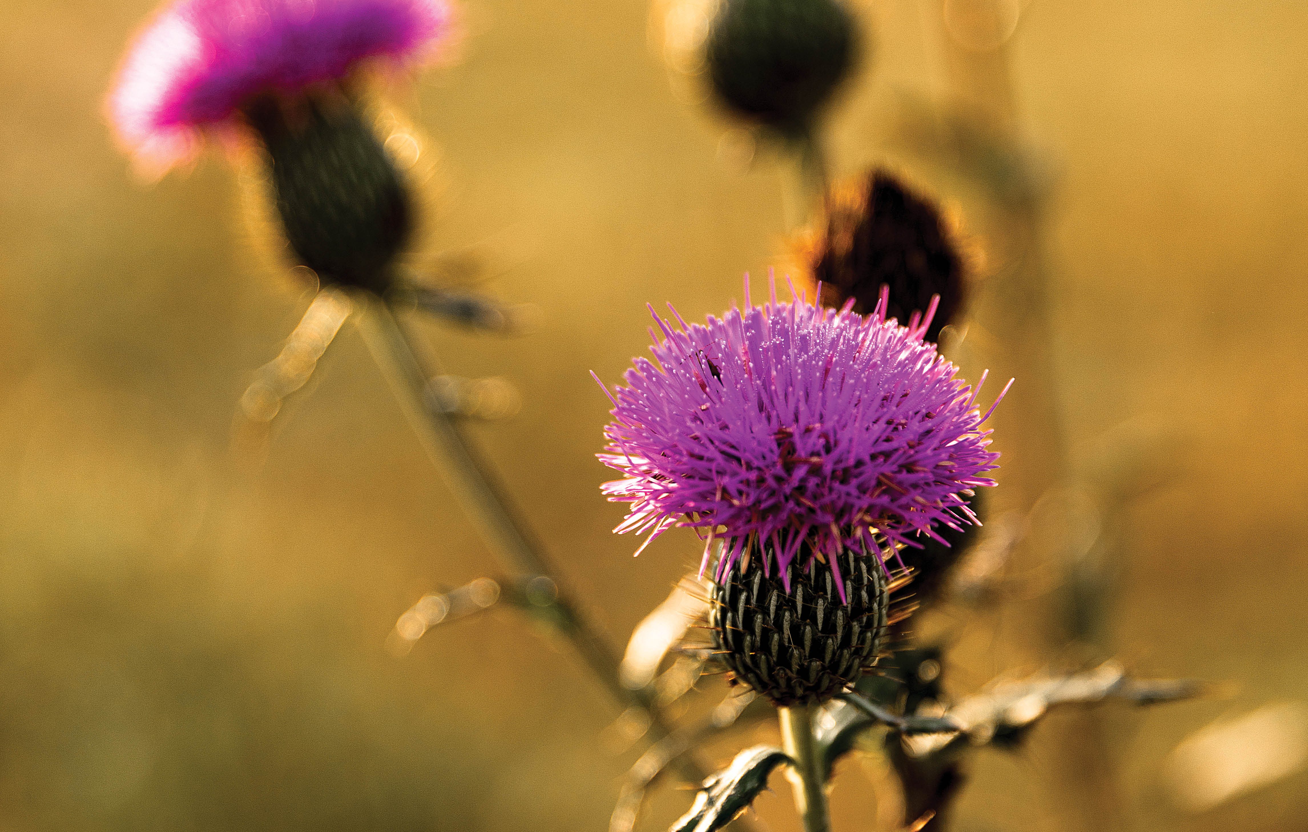 Plants photographed in the Ozarks