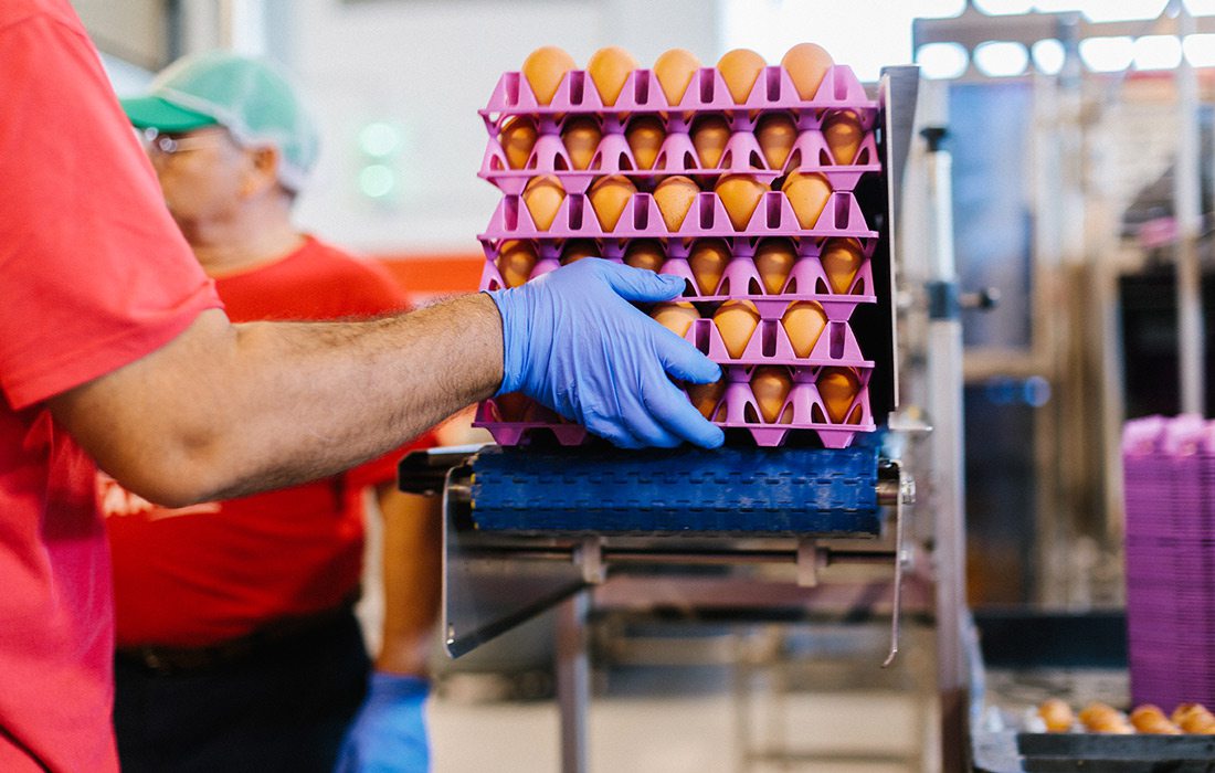 Egg production at Vital Farms