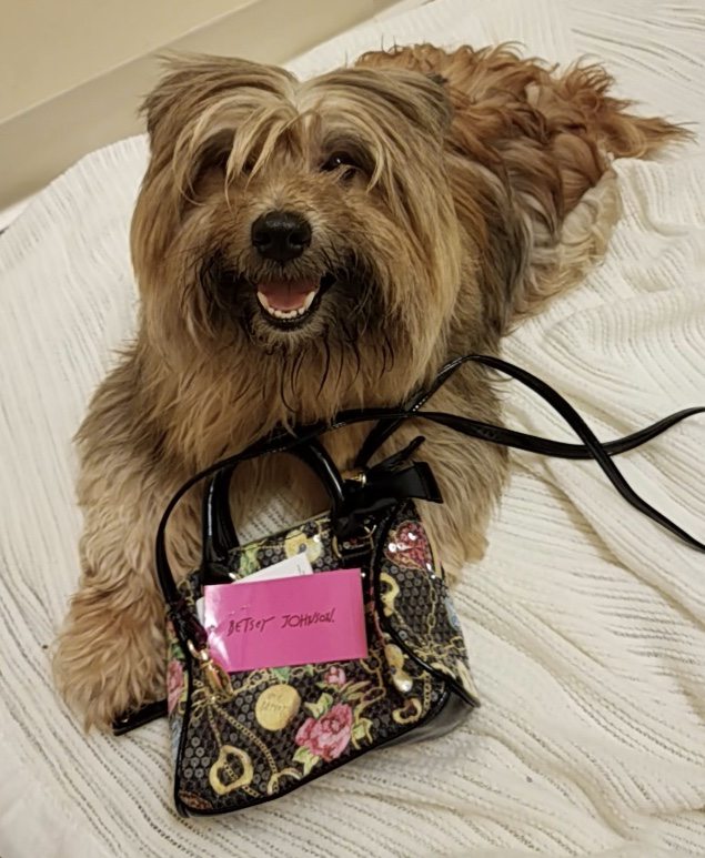 Annual Pooches, Purses and Party Fundraiser for Shepherd of the Hills Humane Society