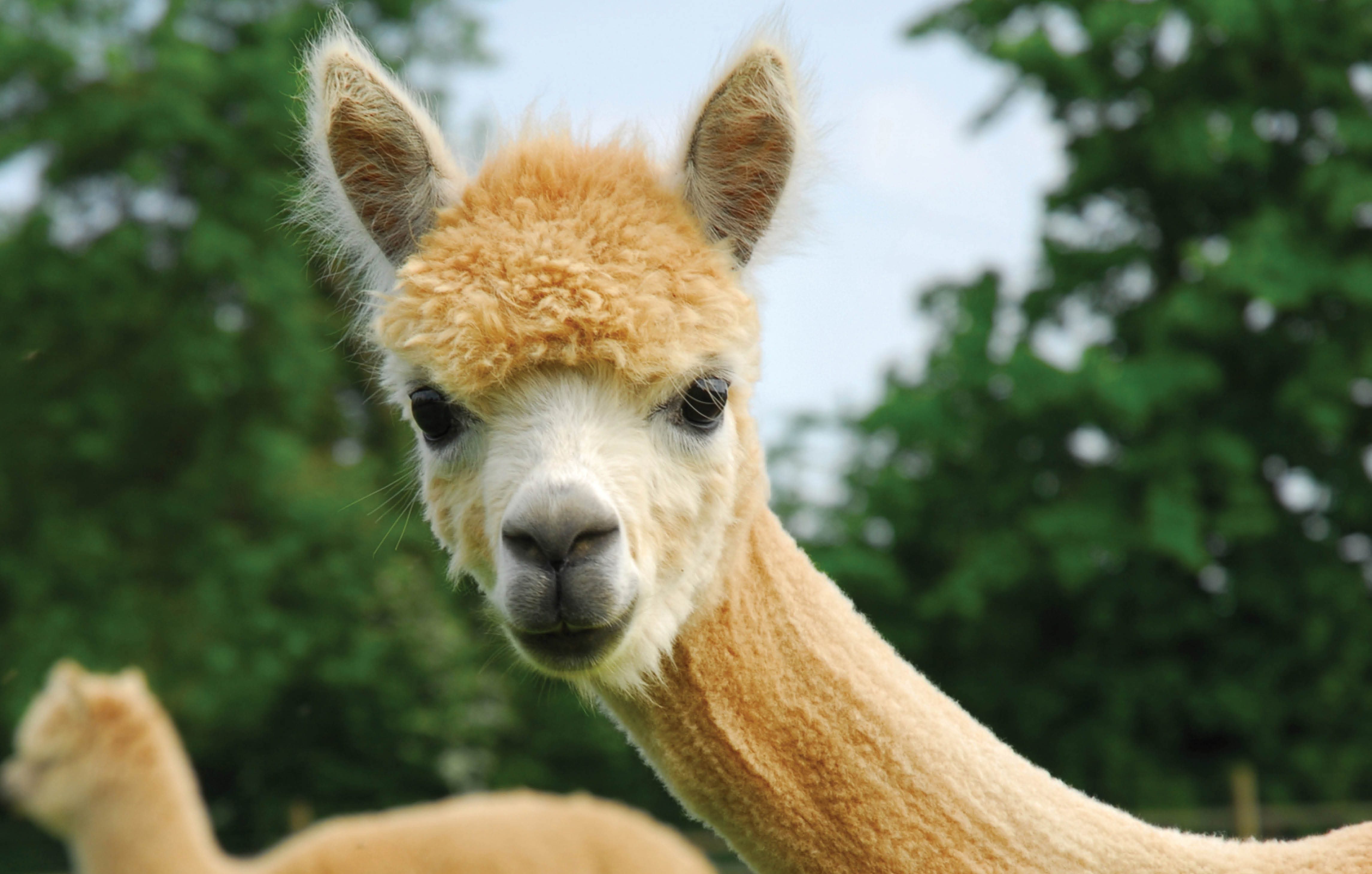 A llama.