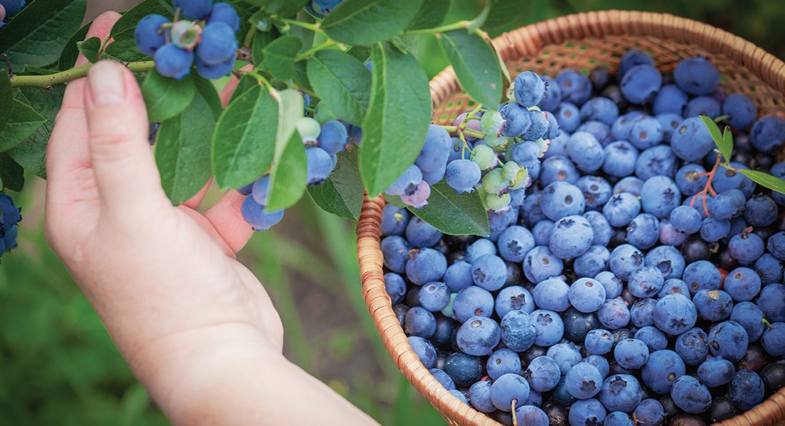 Best UPick Berry Farms in Springfield, MO 417 Magazine