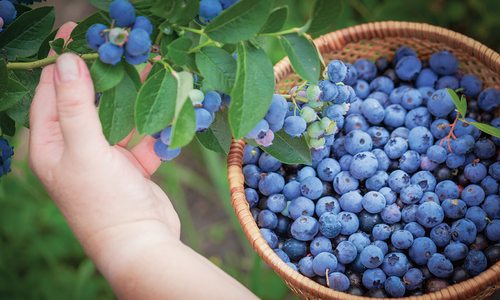 Best U-Pick Berry Farms in Springfield, MO