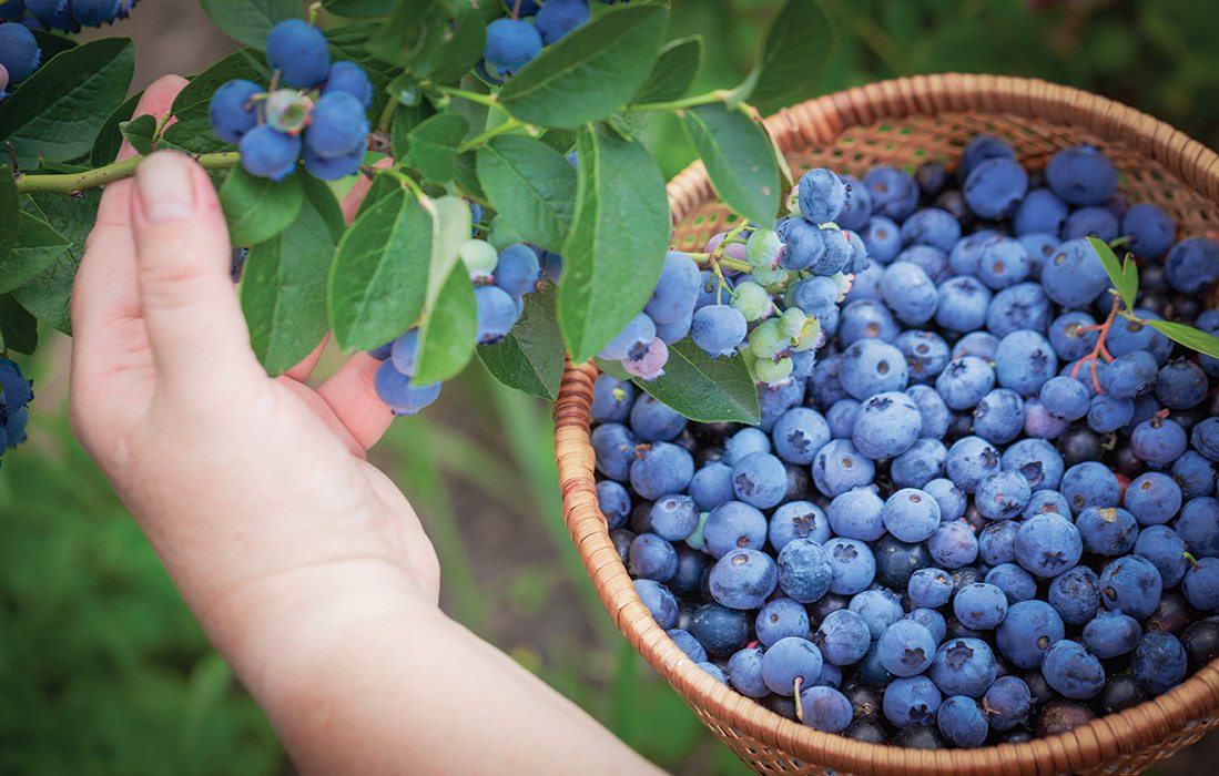 Blueberries