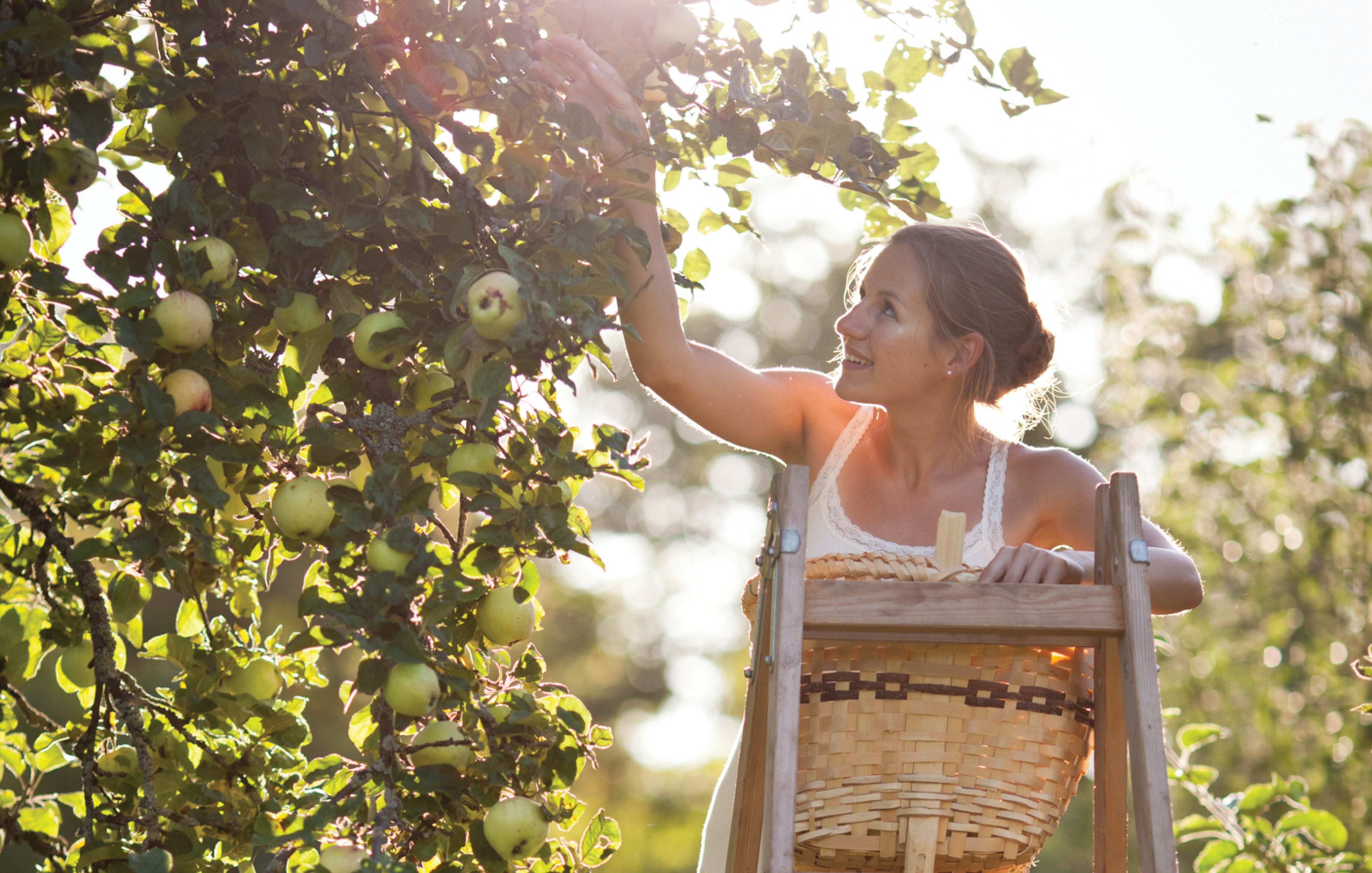 Woman picking apples