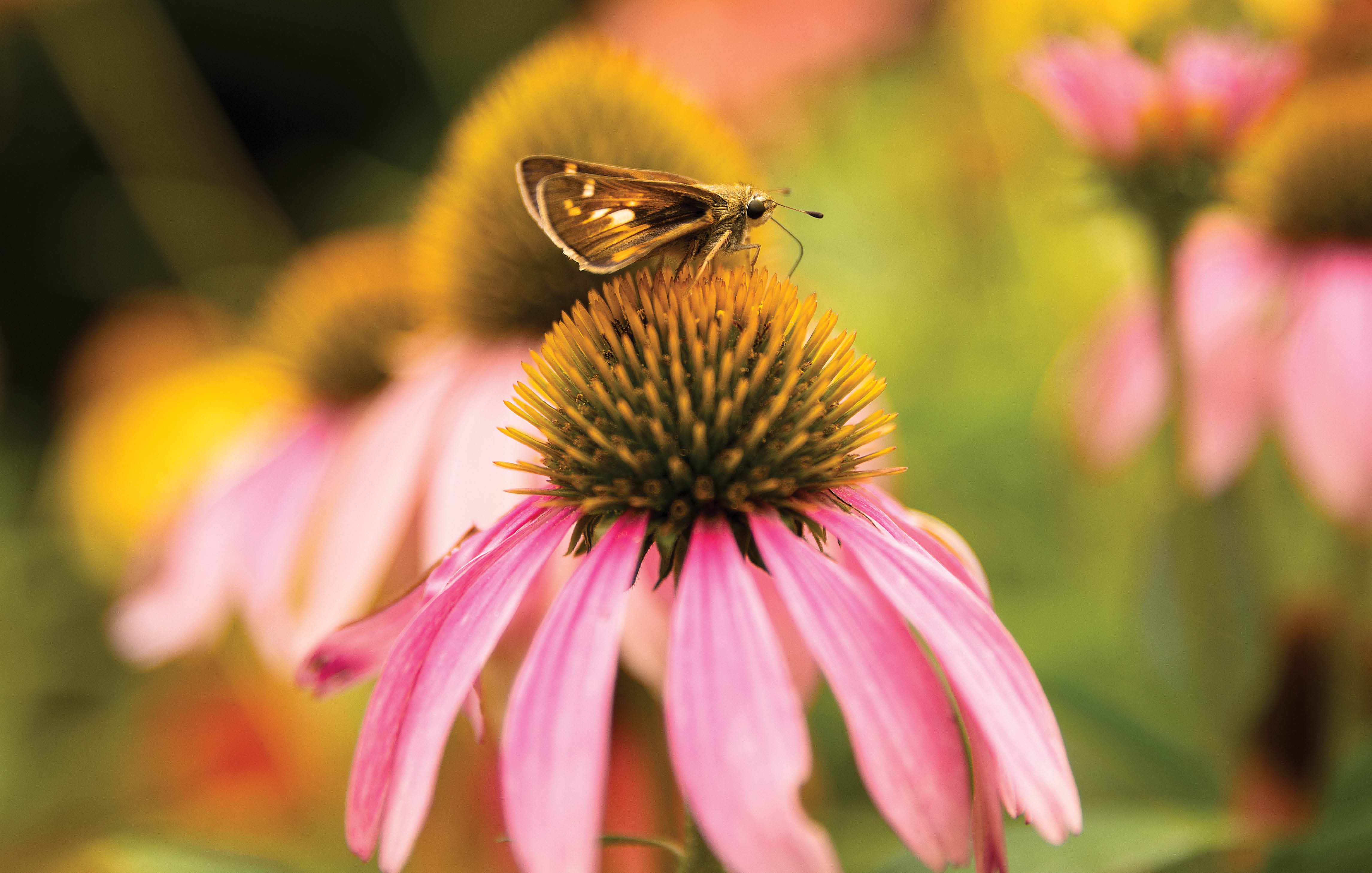 Butterfly on a flower