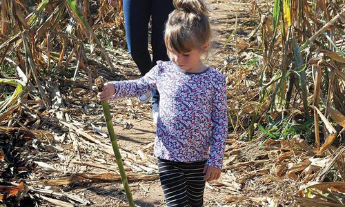 Little girl in a corn maze in southwest Missouri