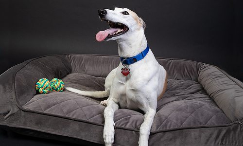 Adopted Greyhound through Greyhound Pet Adoption in Springfield, Missouri.