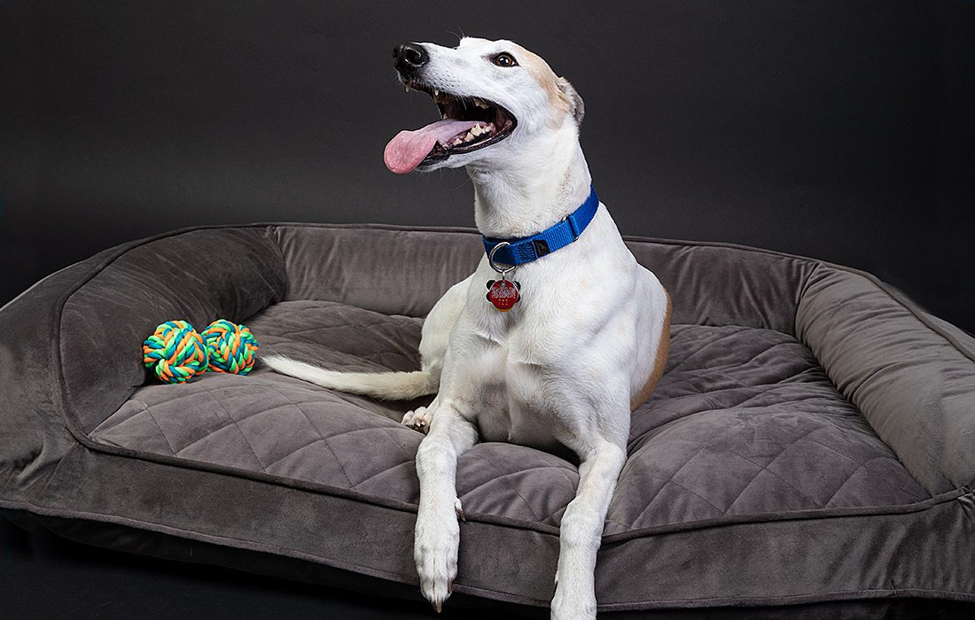 Adopted Greyhound through Greyhound Pet Adoption in Springfield, Missouri.