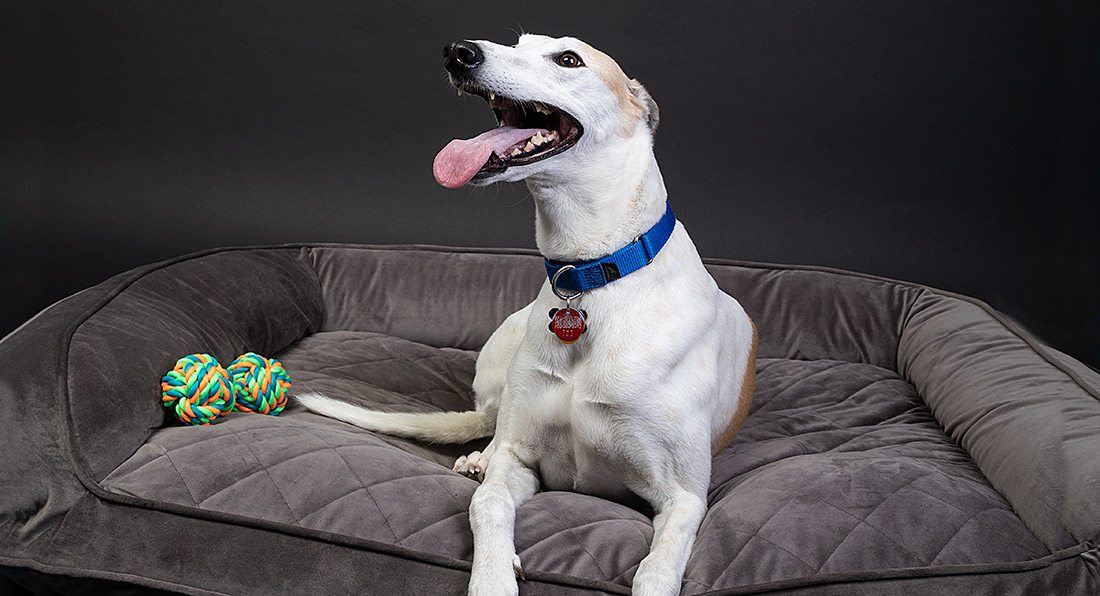 How to Adopt a Greyhound in Springfield, MO