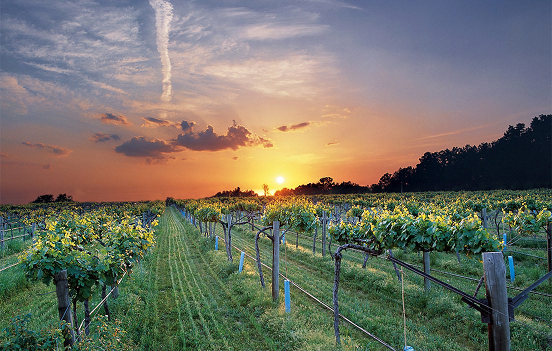 Vineyard in the Arkansas River Valley in Altus, Arkansas.