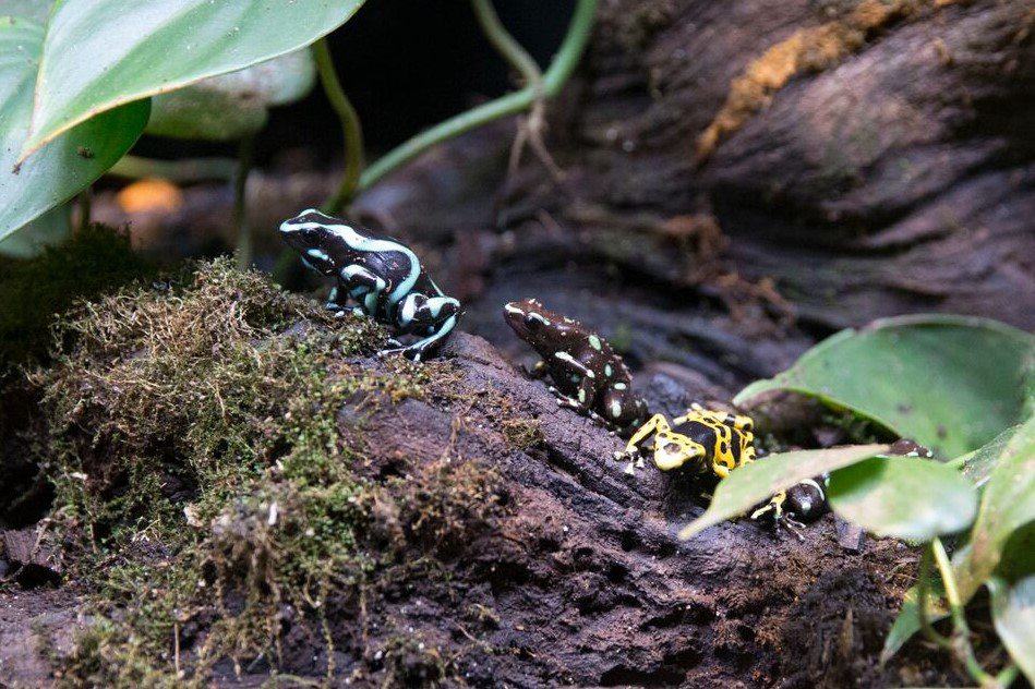Wonders of Wildlife Educational Event