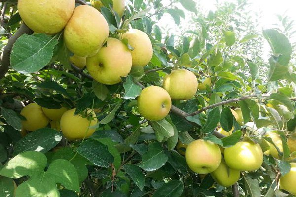 Apples growing in an orchard