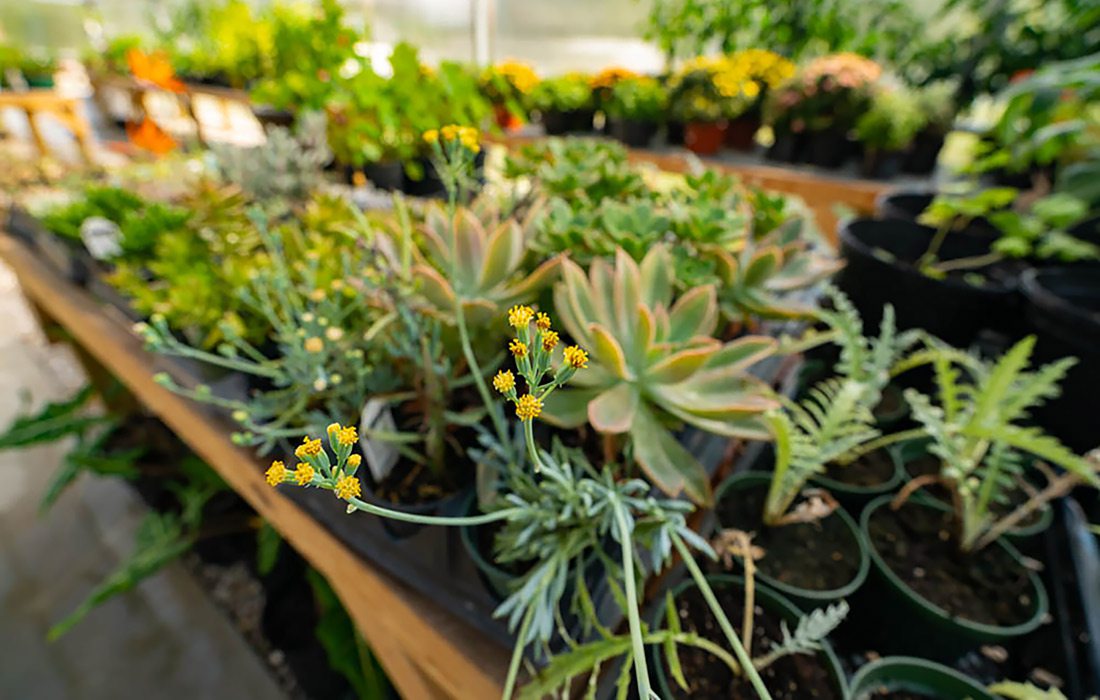 Plants in a greenhouse at Arlie's Farm in Rogersville MO