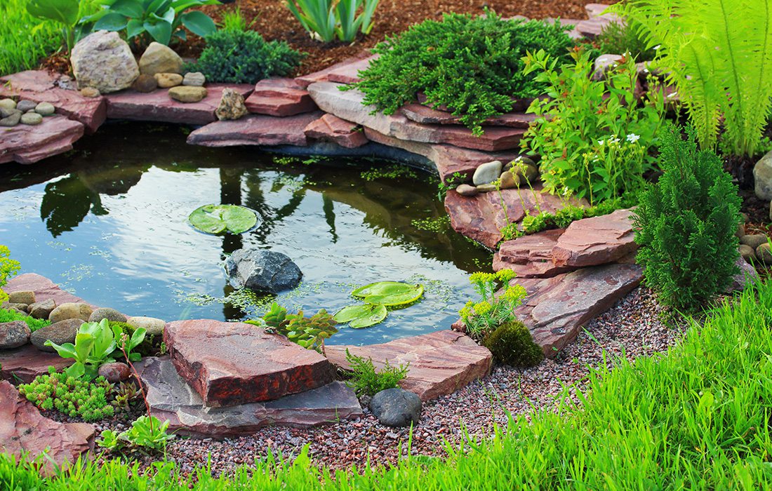 backyard pond