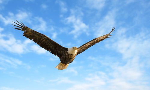 Bald eagle in flight