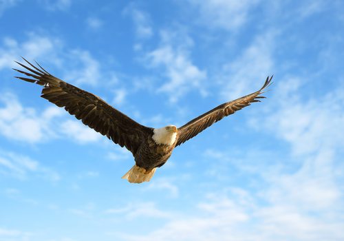Bald eagle in flight