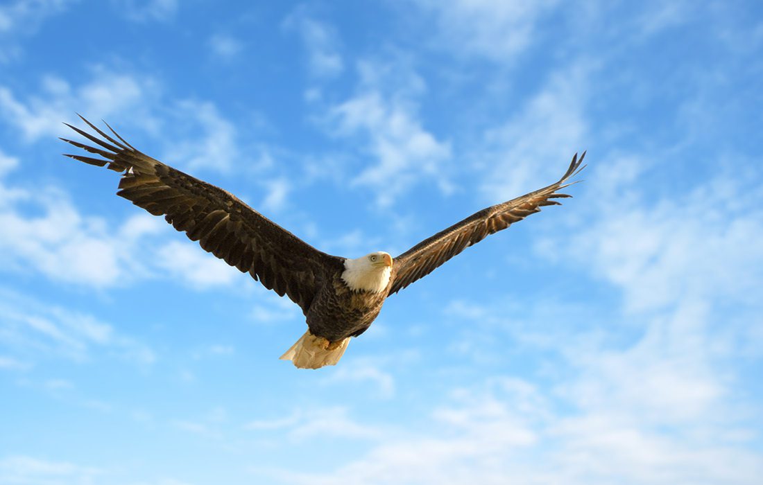 Bald eagle in flight