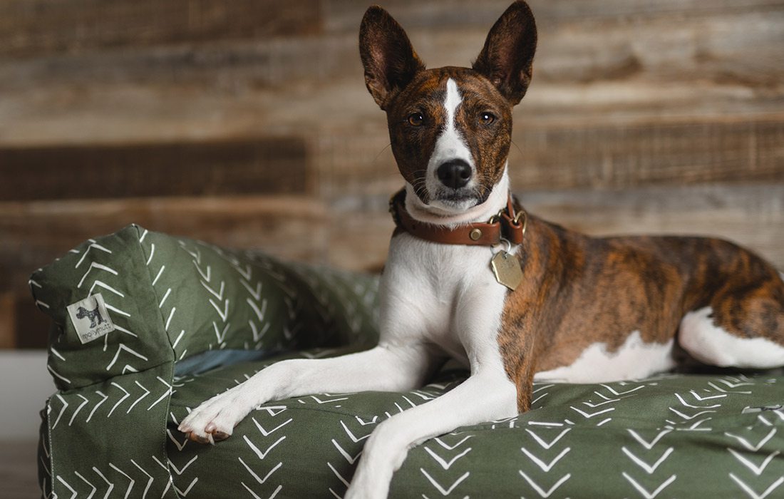 Dog on dog bed