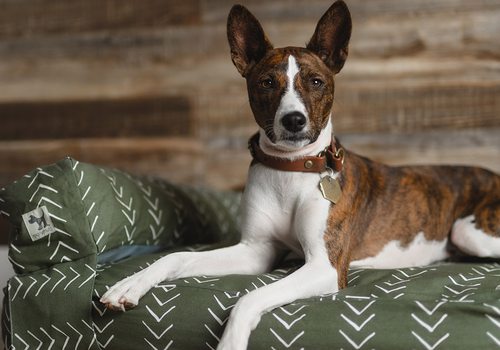 Dog on dog bed