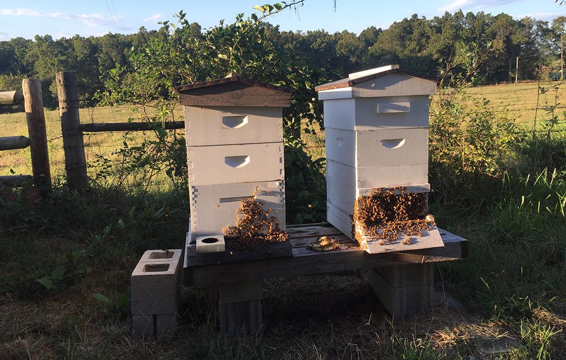 Bees buzzing around Beehive