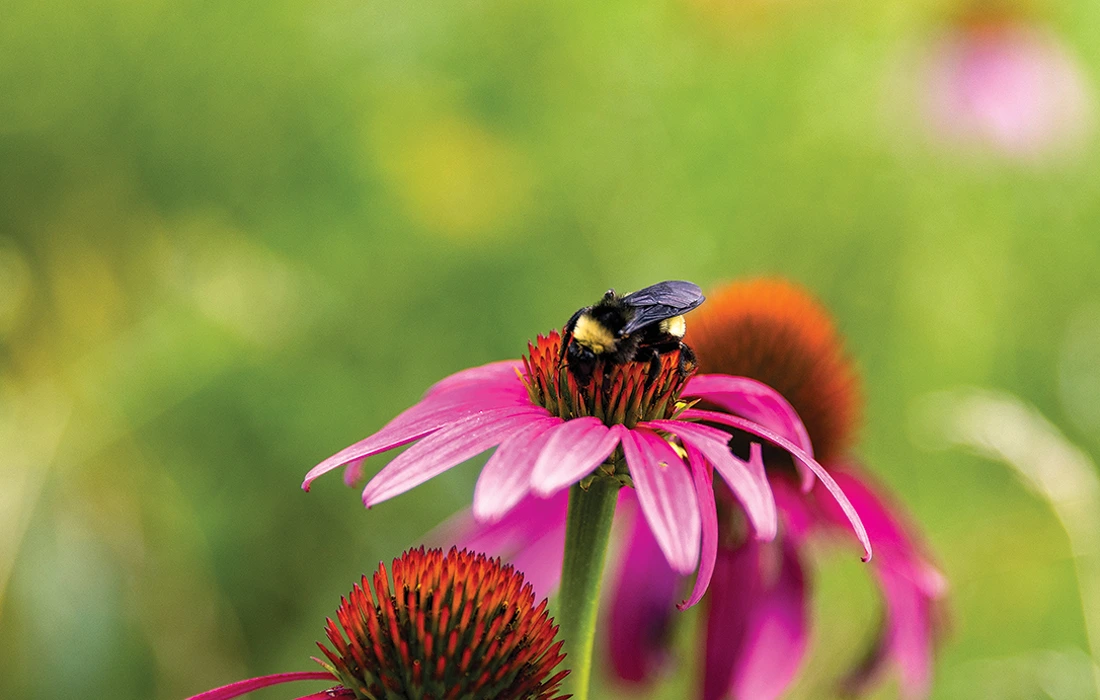 Bee on a flower