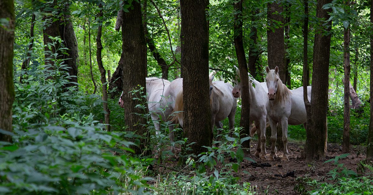 Wild white horses in Shannon County in MIssouri