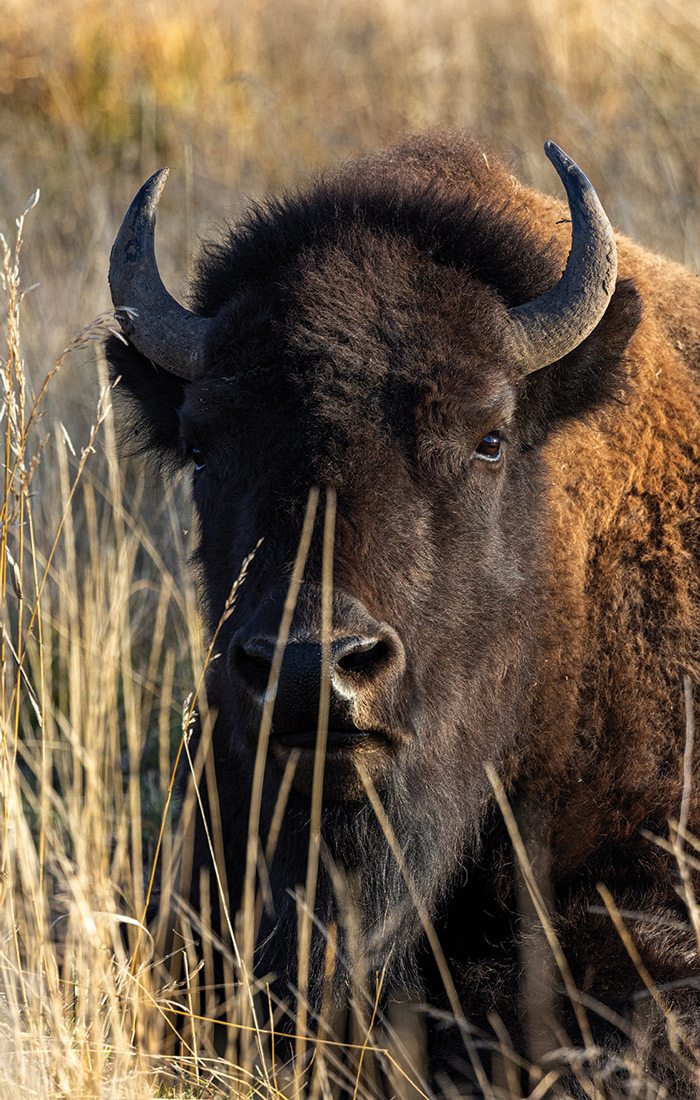 Bison photographed at Grand Teton in Wyoming.