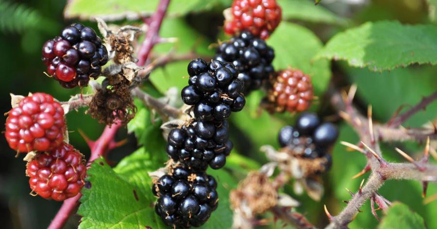 Blackberries