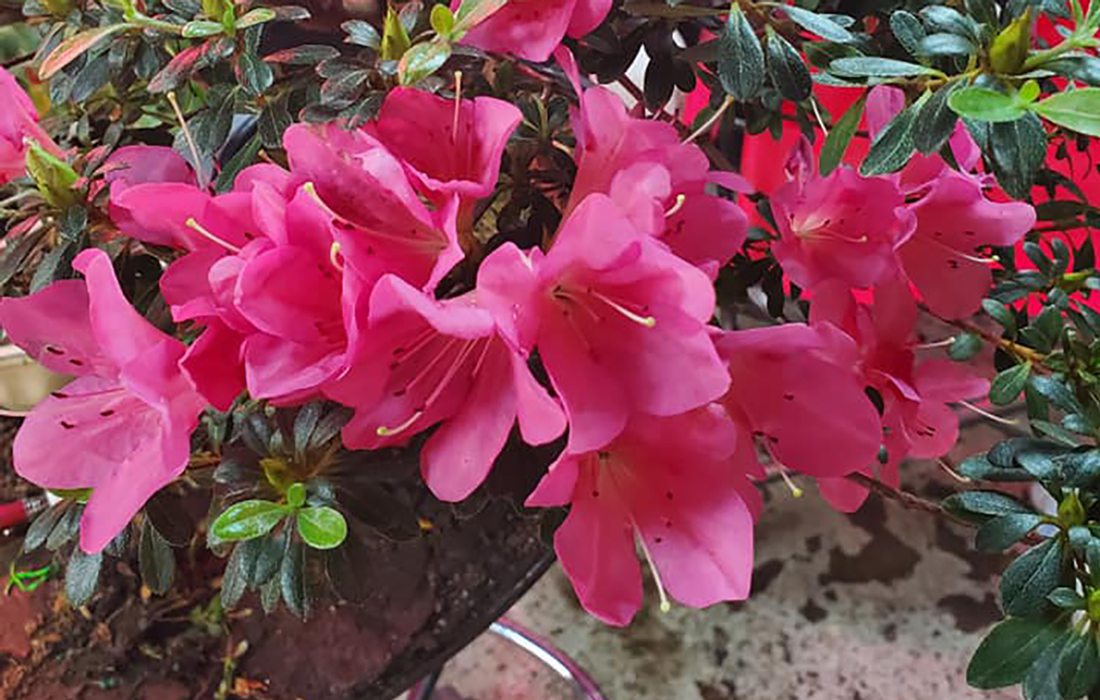 Bonsai Tree from Bonsai Guy