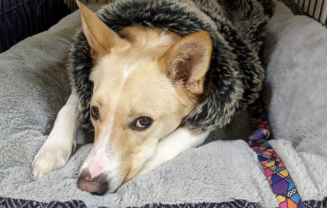 Dog at the warming shelter at Brentwood Center