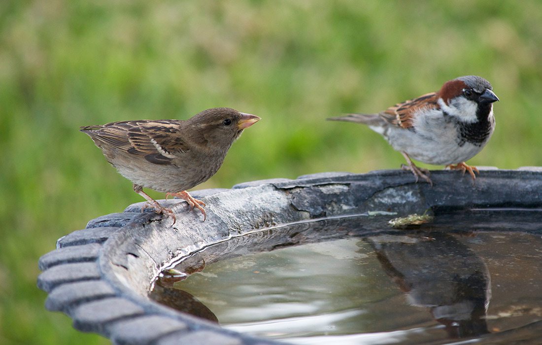 Build a Birdbath