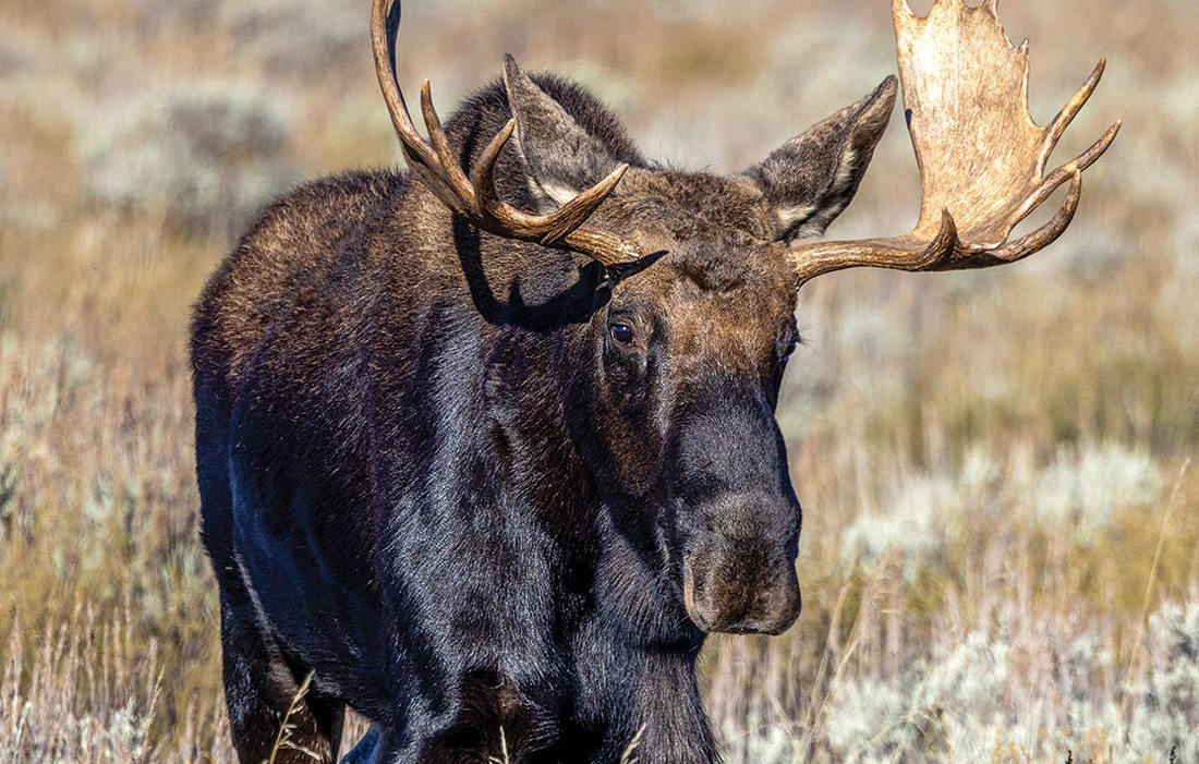 Bull moose photographed in Wyoming