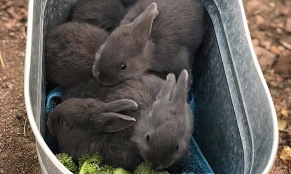 Bunnies huddled together eating broccoli