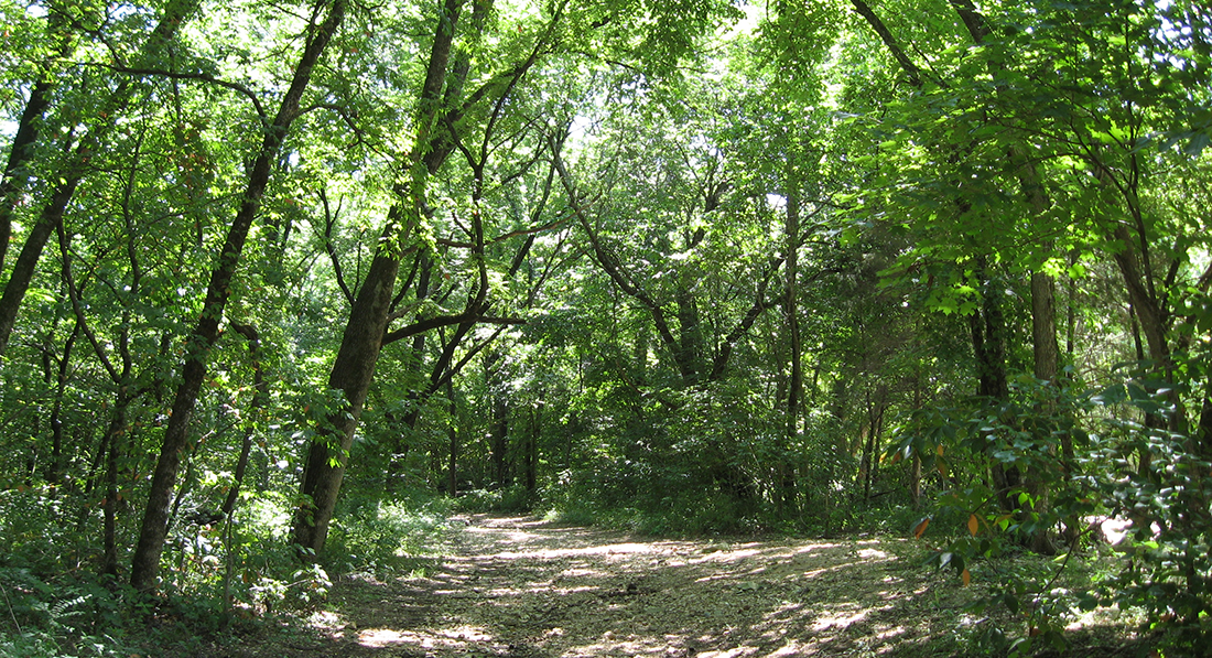 Take a Relaxing Day Trip to Busiek State Forest