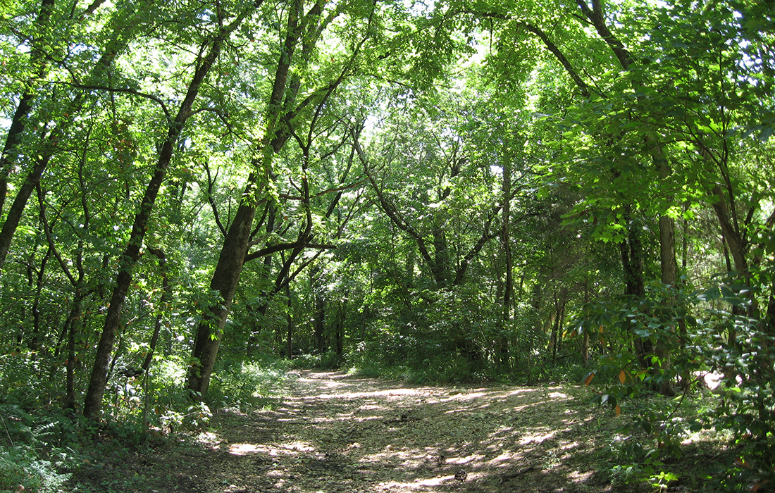 Busiek State Forest