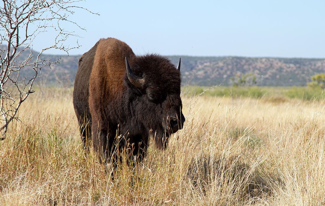 buffalo on a prairie
