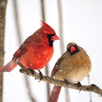 Slider Thumbnail: Cardinals on a branch