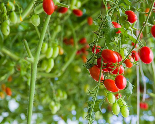 Growing Cherry Tomatoes in Garden