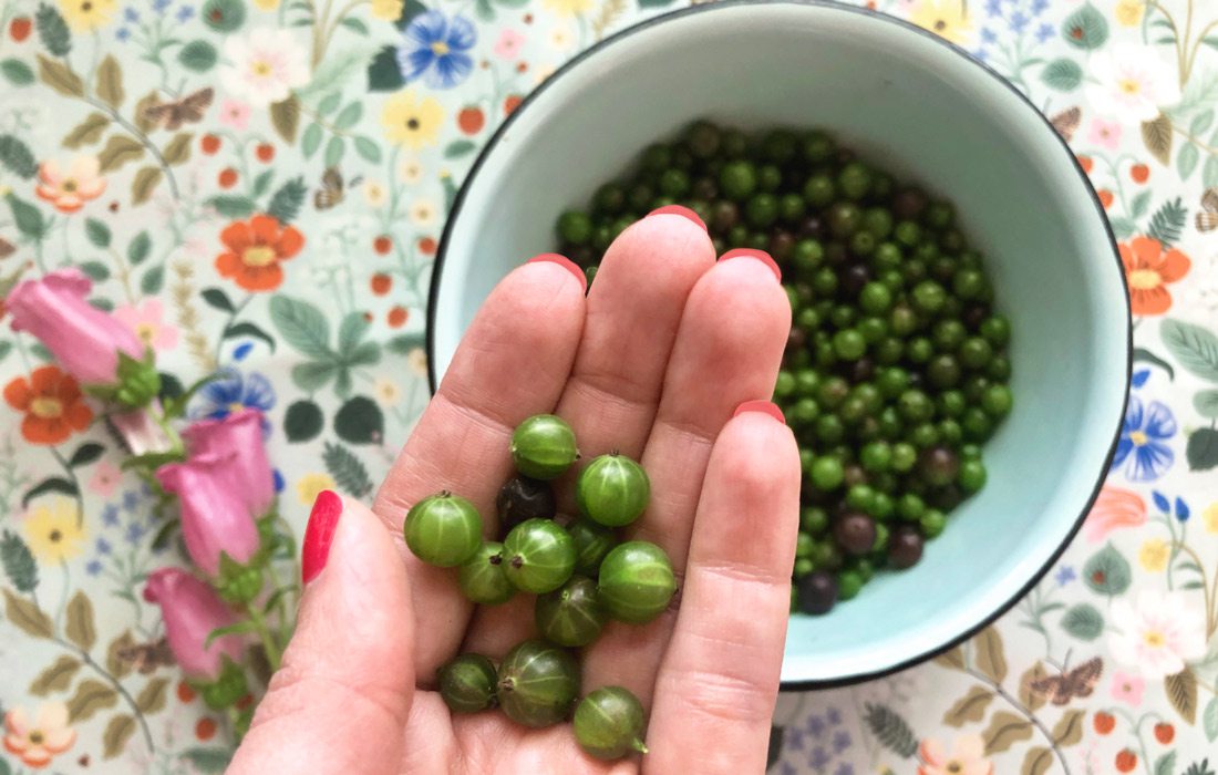 Wild gooseberries photo taken by Heather Kane Kohler