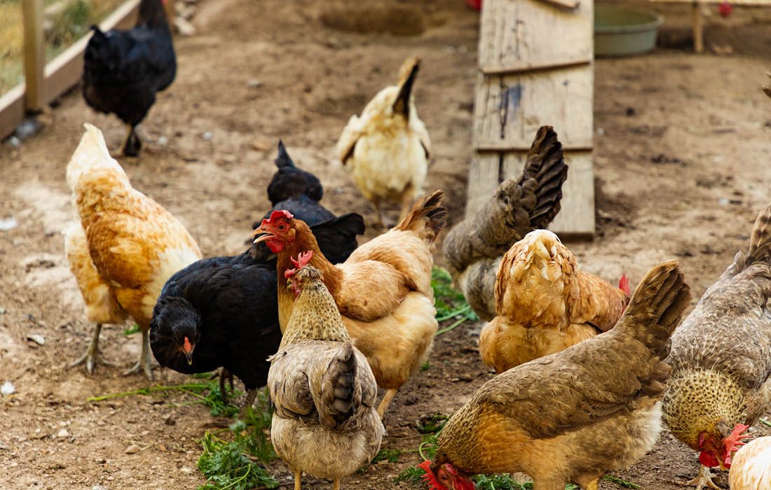 Chickens in southwest Missouri homestead