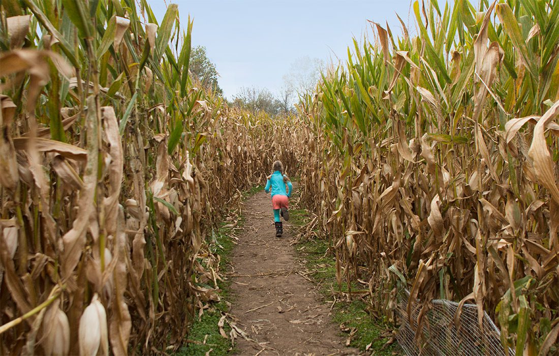Young girl running through a corn maze in southwest Missouri