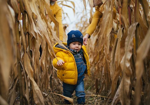 Little boy running through corn maze