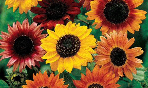 Sunflowers image