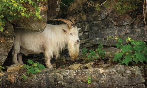 Crisco the Goat at Table Rock Lake