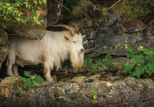 Crisco the Goat at Table Rock Lake