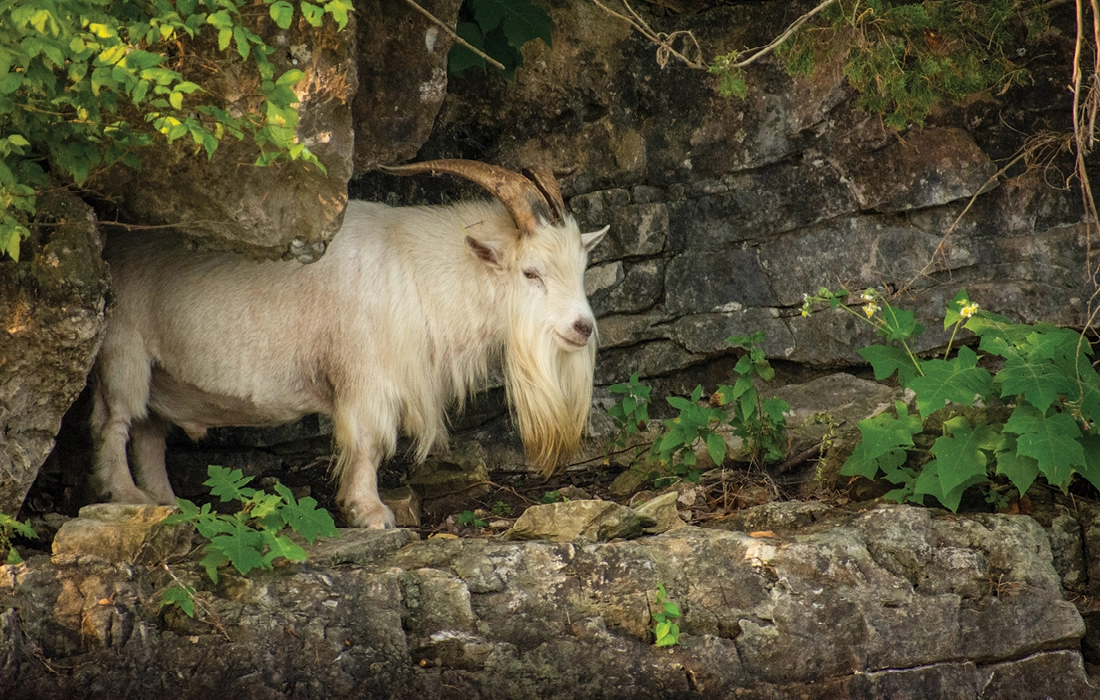 Crisco the Goat at Table Rock Lake